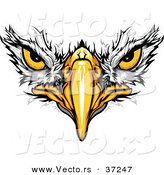Cartoon Vector of Bald Eagle Face with Fearless Eyes Intensely Staring by Chromaco