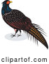 Vector of Retro Pheasant Bird by Patrimonio